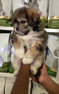 Purchase KCI Registered Lhasa Apso Puppy from Jaipur